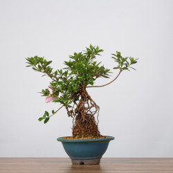 Azalea Juko - B3602