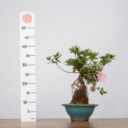 Azalea Juko - B3602