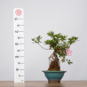 Azalea Juko - B3602