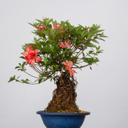 Azalea Tateyama- B3604