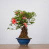 Azalea Tateyama- B3604