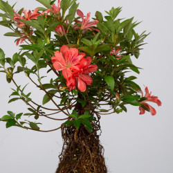 Azalea Tateyama- B3604
