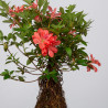 Azalea Tateyama- B3604
