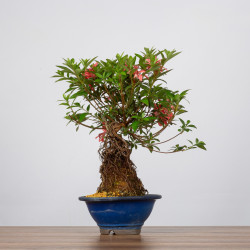 Azalea Tateyama- B3604