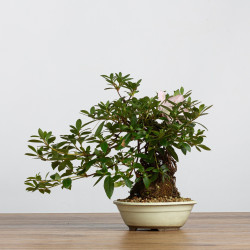 Azalea satsuki - B3788
