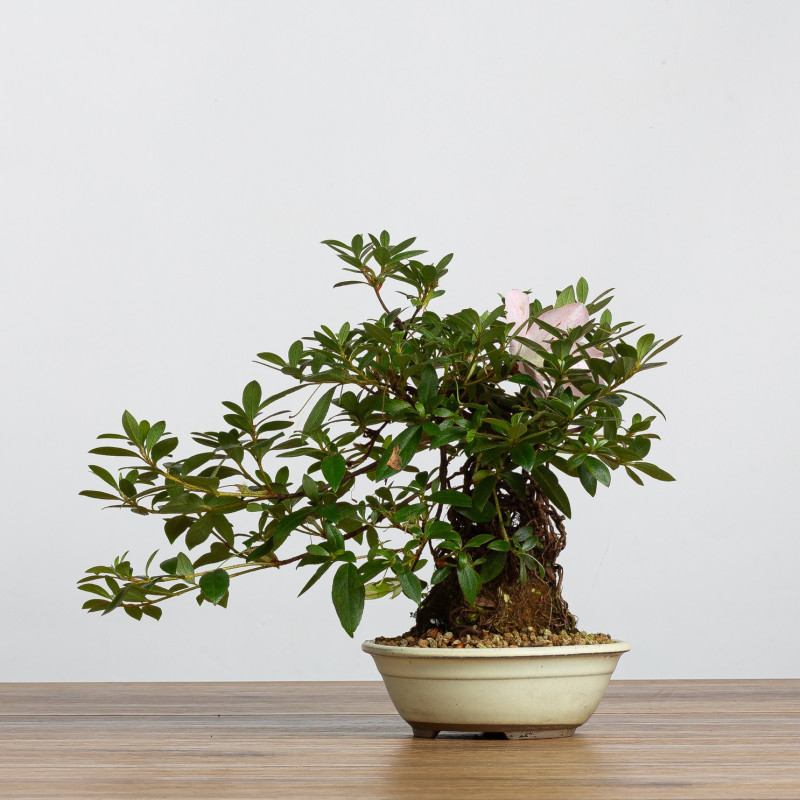 Azalea satsuki - B3788