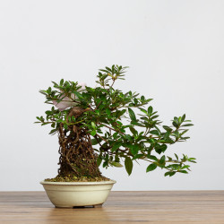 Azalea satsuki - B3788