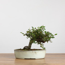 Cotoneaster - B3792