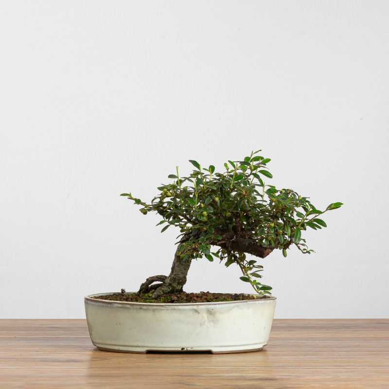 Cotoneaster - B3792