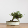 Cotoneaster - B3792