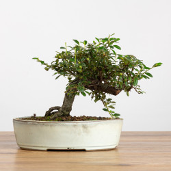 Cotoneaster - B3792