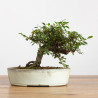 Cotoneaster - B3792