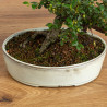 Cotoneaster - B3792