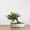 Cotoneaster - B3792
