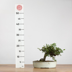 Cotoneaster - B3792