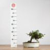 Cotoneaster - B3792