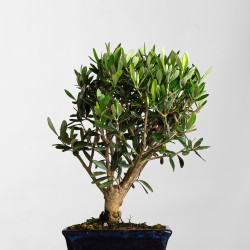 Olea europea - B3989