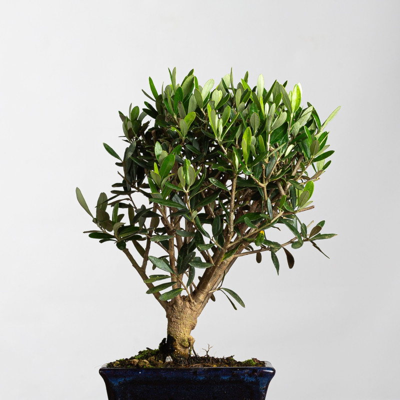 Olea europea - B3989