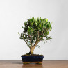 Olea europea - B3989