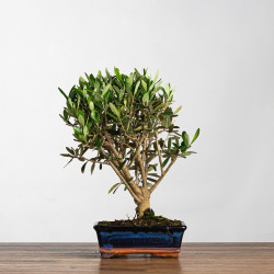 Olea europea - B3989