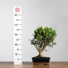 Olea europea - B3989