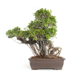 Ficus retusa XXL - B4760