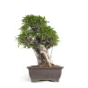 Ficus retusa XXL - B4760