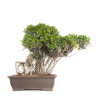 Ficus retusa XXL - B4760