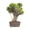 Ficus retusa XXL - B4760