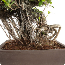 Ficus retusa XXL - B4760