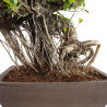 Ficus retusa XXL - B4760