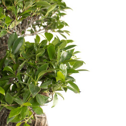 Ficus retusa XXL - B4760
