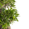 Ficus retusa XXL - B4760