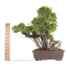 Ficus retusa XXL - B4760