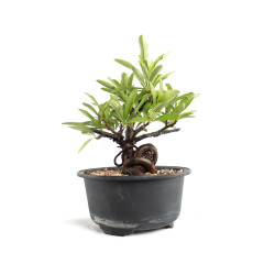 Pyracantha - B4779