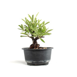 Pyracantha - B4779