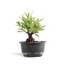 Pyracantha - B4779