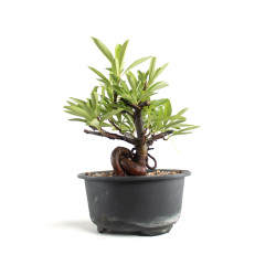 Pyracantha - B4779