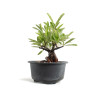Pyracantha - B4779