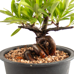 Pyracantha - B4779