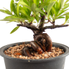 Pyracantha - B4779