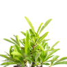 Pyracantha - B4779