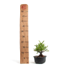 Pyracantha - B4779