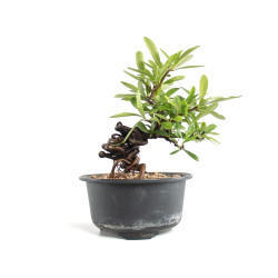 Pyracantha - B4780