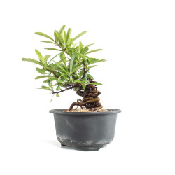 Pyracantha - B4780