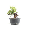Pyracantha - B4780