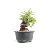 Pyracantha - B4780