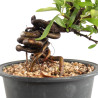 Pyracantha - B4780