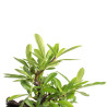 Pyracantha - B4780