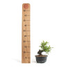 Pyracantha - B4780